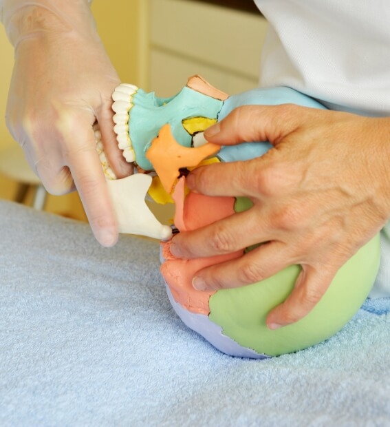 Dentist demonstrating benefit of occlusal splints using skull and jawbone model
